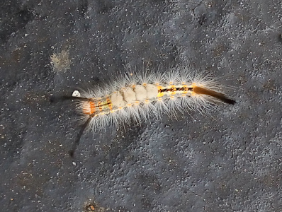 [Top-down view of a very hairy caterpillar crawling across the concrete. The long antenna and tail are blackish-brown. The body is yellow and orange with the beige tussocks on the back and long white hairs sticking out from all over the body.]